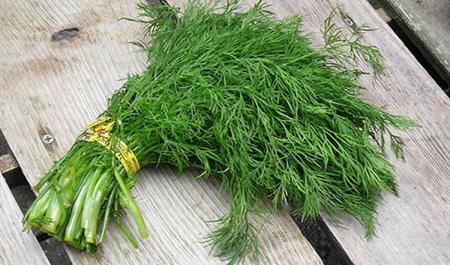 کاربردهای شوید در طب سنتی