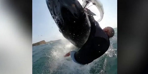 لحظات هیجان‌انگیز برخورد یک موج سوار با نهنگ غول پیکر+ تصاویر