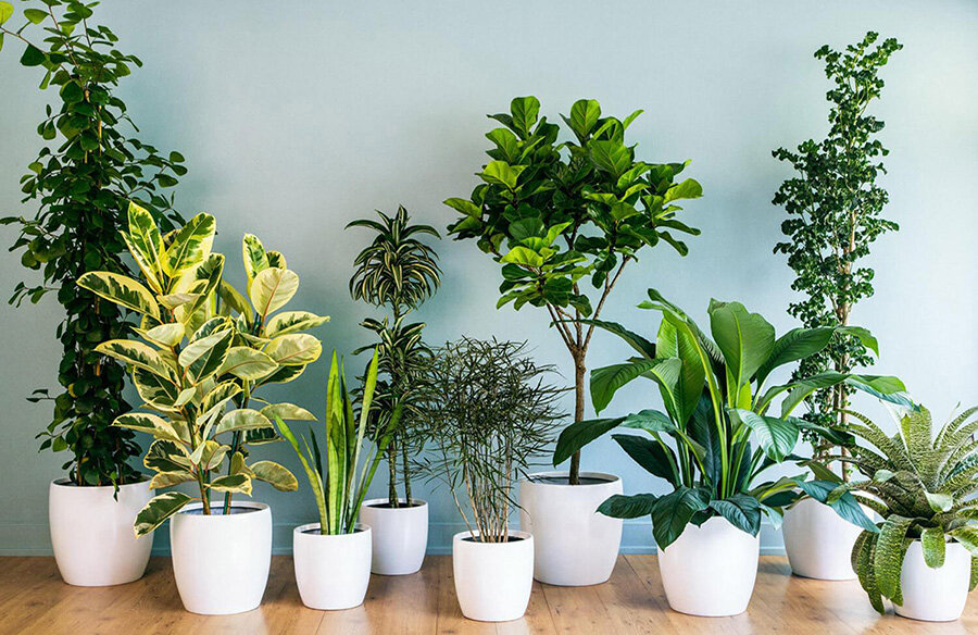 ۵ گیاه زیبا که خانه شما را به صورت طبیعی خوشبو می‌کند