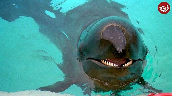 تصاویری از 10 جانور عجیب «دورگه» (هیبریدی)؛ از میمون رازآمیز تا وُلفین