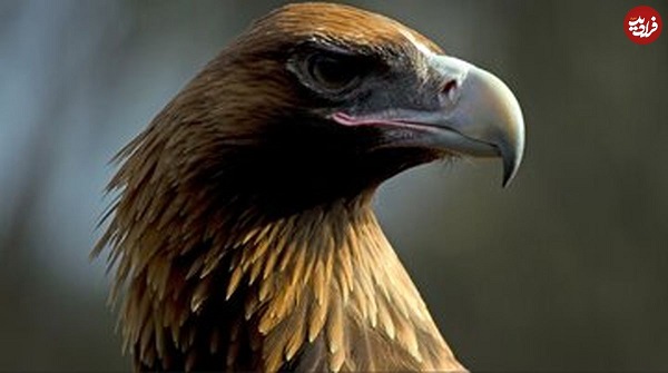 تصویری از یک عقاب به طول ۱۰ فوت که می‌توانست کانگورو شکار کند