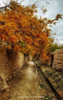 انارهای سرخ اردکان روی شاخه‌های درختان+عکس