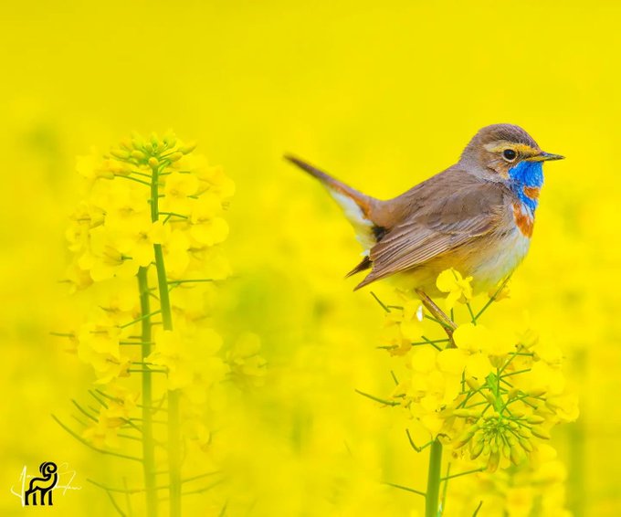 گلو‌آبیِ زیبای ایرانی را دیده بودید؟ +عکس