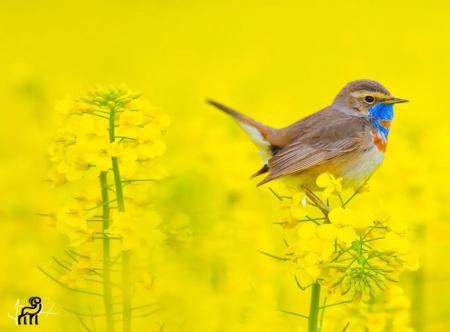 گلو‌آبیِ زیبای ایرانی را دیده بودید؟ +عکس