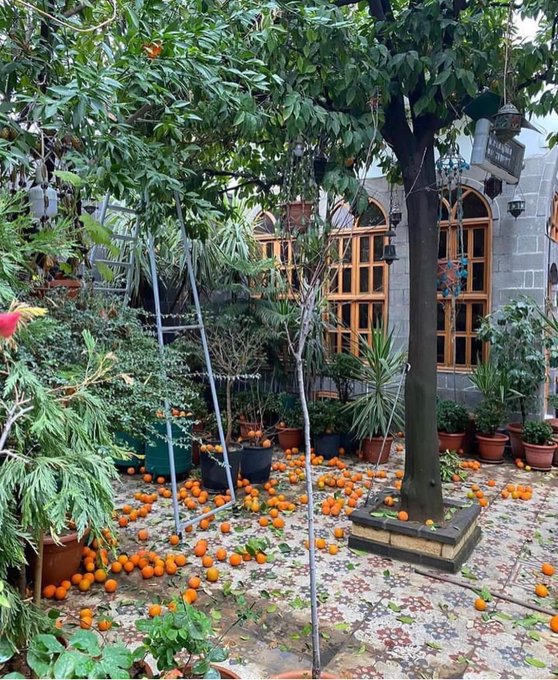 درخت زیبای نارنج حیاط خانه‌ای قدیمی در سوریه+عکس