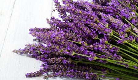 گیاه مورد علاقه پزشکان سنتی روسی
