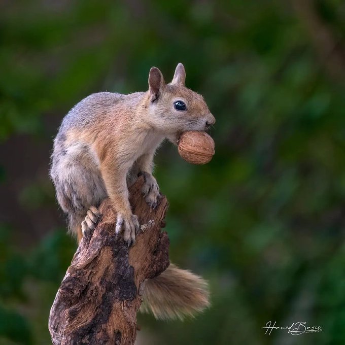 سنجاب جنگل‌های زاگرس در حال گردو خوردن+عکس