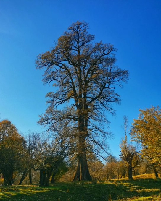 تصویری از بلندترین درخت ایران+عکس