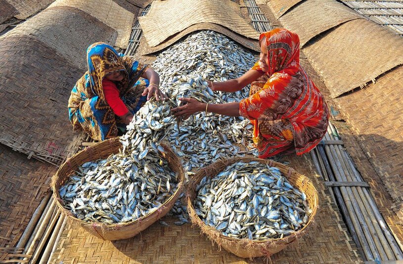 تصویری جالب از خشک کردن ماهی در بنگلادش +‌ عکس