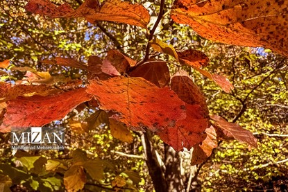 جاده پاییزی عباسآباد+ عکس