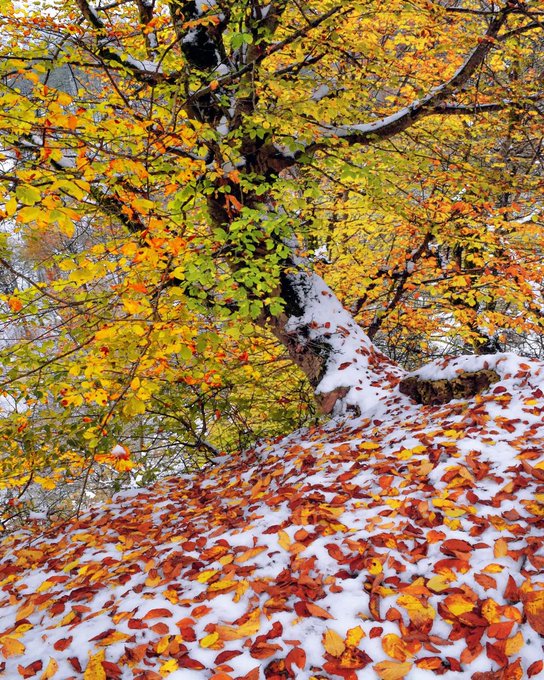 ترکیب برف و برگ‌های پاییزی در رامسر زیبا+عکس