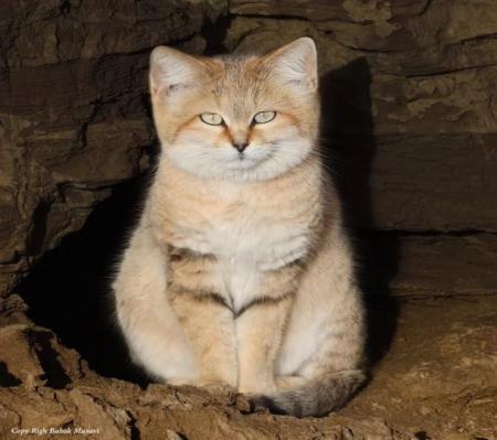 ژست جالب گربه شنی در خراسان جنوبی+عکس