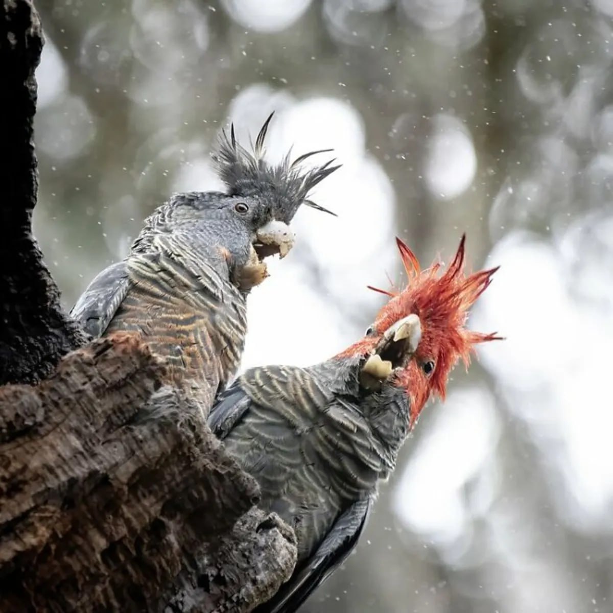 بی‌نظیرترین تصاویر پرندگان مسابقه عکاسی BirdLife استرالیا + عکس