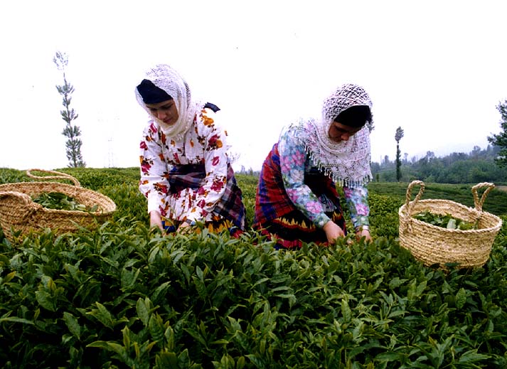 اخطاریه هواشناسی کشاورزی برای استان‌های غربی و جنوب غربی