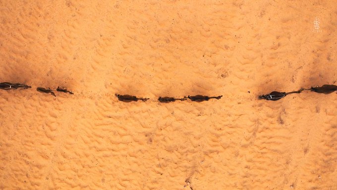 تصویری متفاوت از یک کاروان شتر در عربستان+عکس