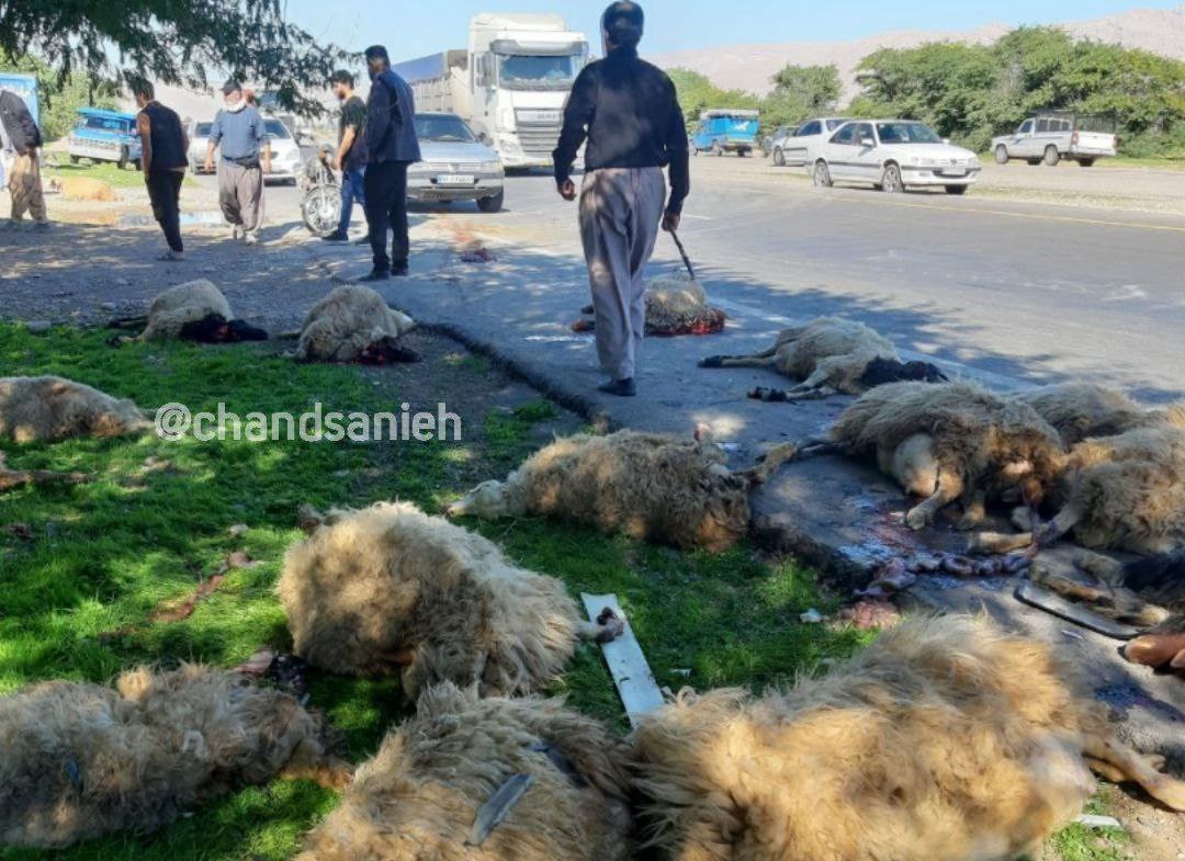 تصادف شدید خودروی پژو پارس با گله احشام + عکس