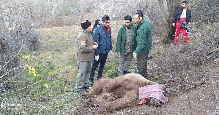 نجات خرس قهوه‌ای ایرانی که در تله شکارچیان افتاد+عکس