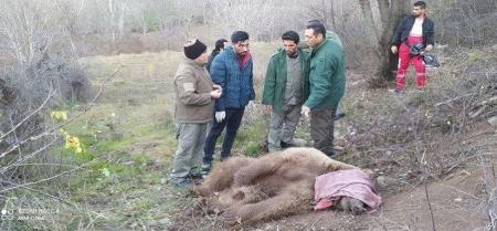 نجات خرس قهوه‌ای ایرانی که در تله شکارچیان افتاد+عکس