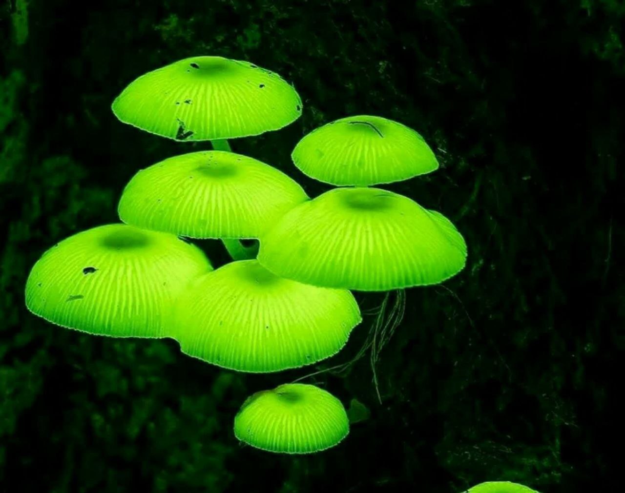 قارچ های شگفت انگیز شب تاب در استرالیا + عکس