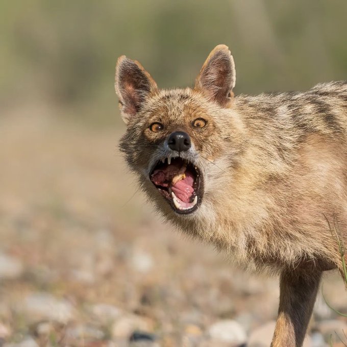 قیافه بامزه یک شغال در حال خوردن لاشه+عکس