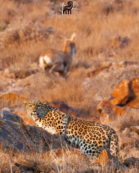 شکار و شکارچی در یک قاب+عکس