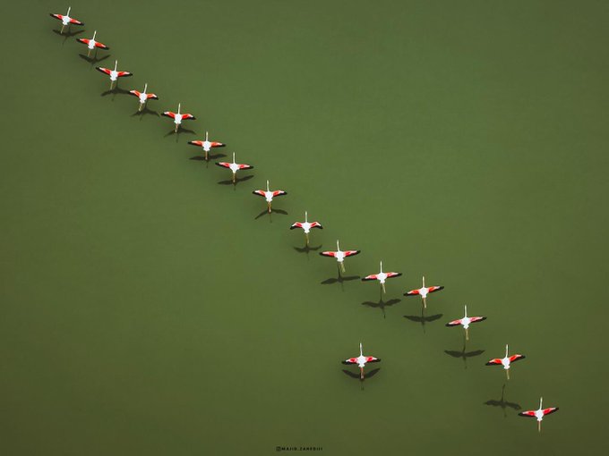 تصویری از پرواز فلامینگوهای میانکاله که تا به حال ندیده‌اید+عکس