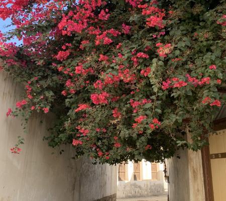 بوشهر در زمستان گل باران است+عکس