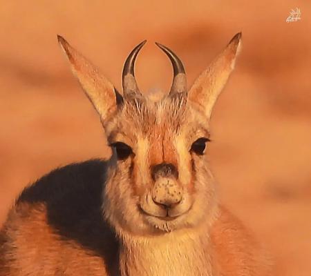 تصویر دیدنی از یک بچه آهو+عکس