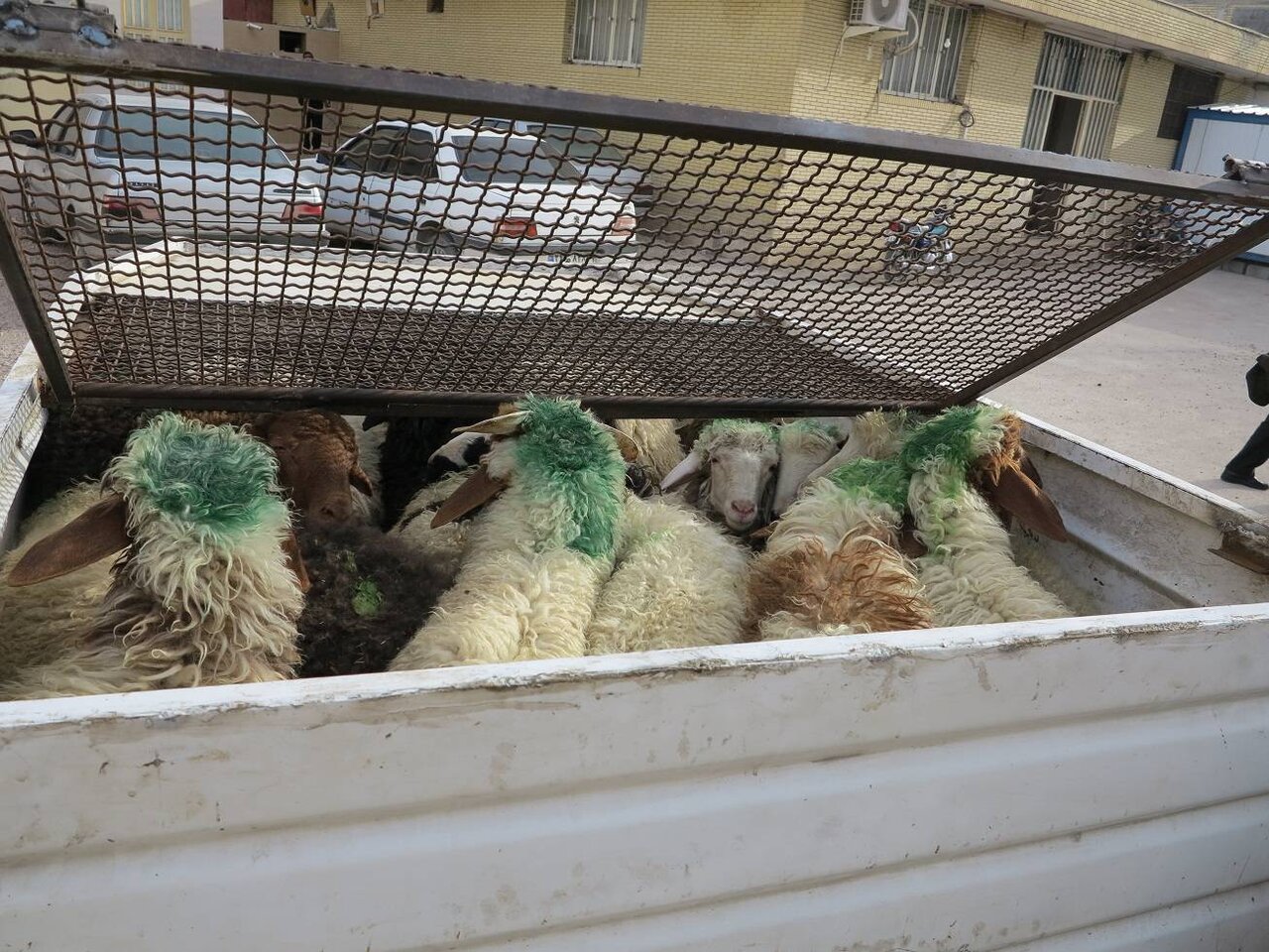تصویر عجیب از قاچاق با پراید+عکس