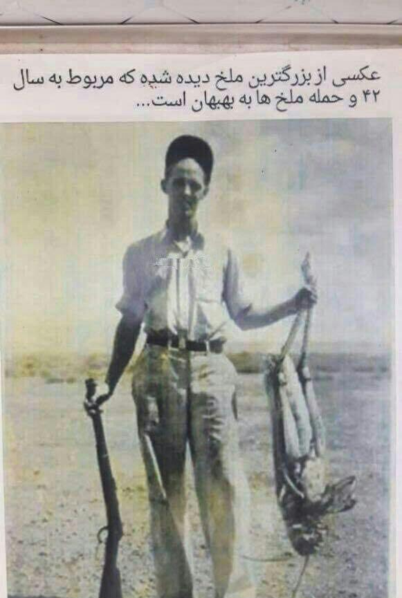 عکس/ بزرگترین ملخ دیده شده در ایران