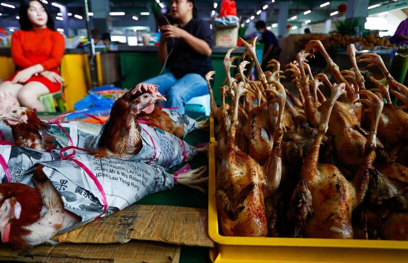 فروش مرغ زنده بسته بندی شده لای روزنامه! + عکس