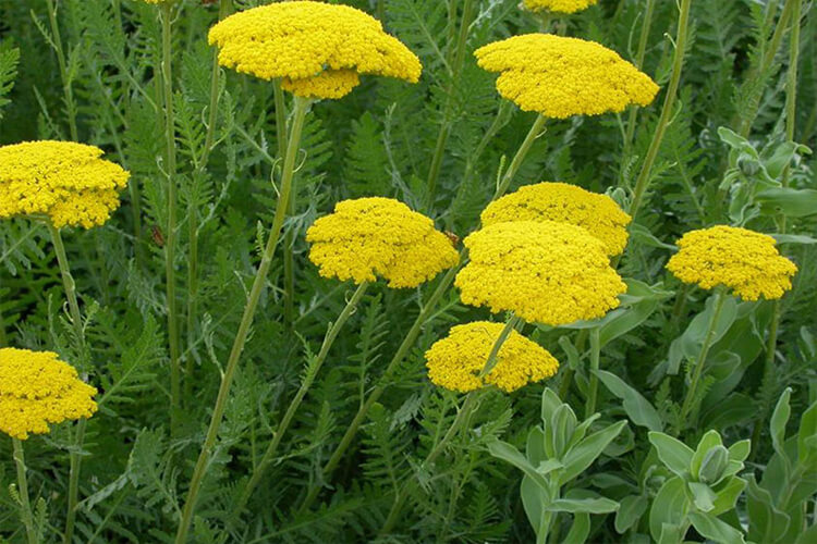 دردمعده را با این عرقیات گیاهی  آرام کنید
