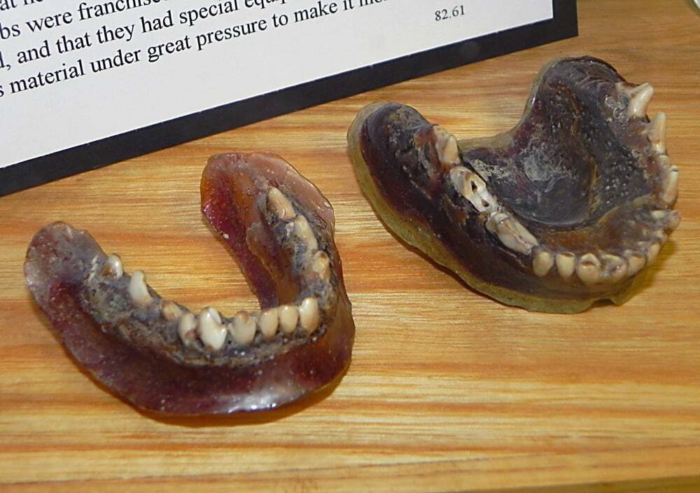 متفاوت‌ترین دندان مصنوعی دنیا در یک موزه+عکس