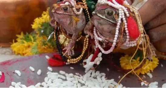 ازدواج دختران هندی با دو قورباغه+عکس