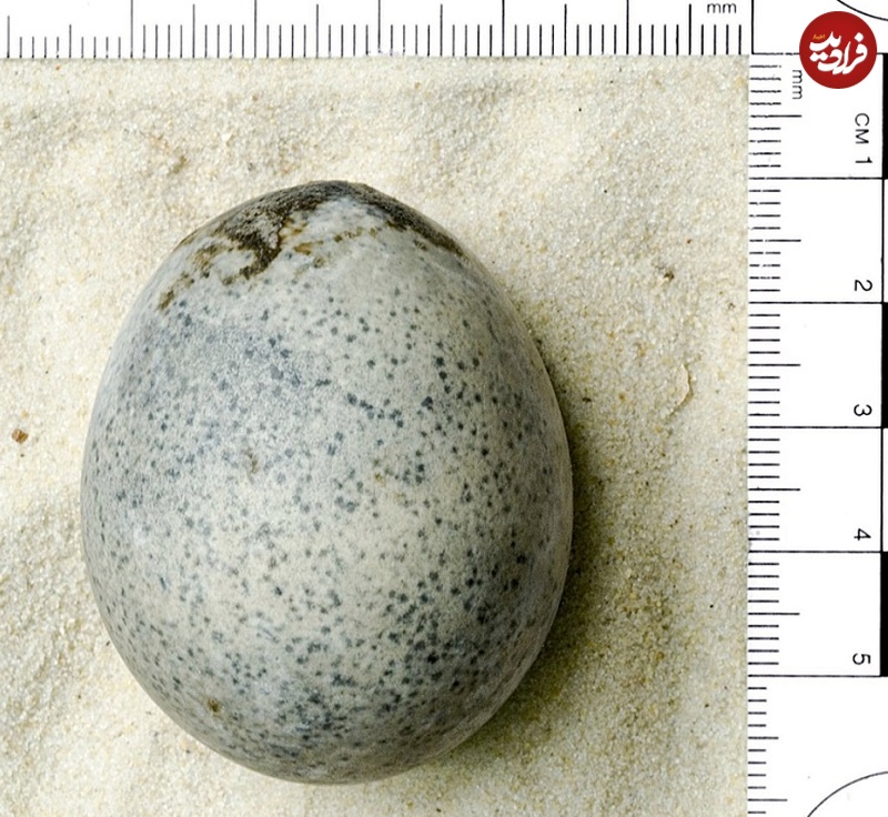کشف تخم مرغ ۱۶۰۰ ساله که محتویات درونش سالم است+عکس