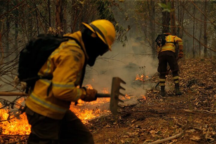 گردشگران جنگل‌های نمک آبرود را به آتش کشیدند+عکس