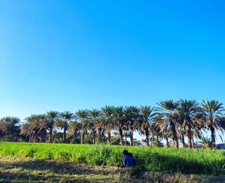 زمستان‌های سیستان و بلوچستان این شکلی است+عکس