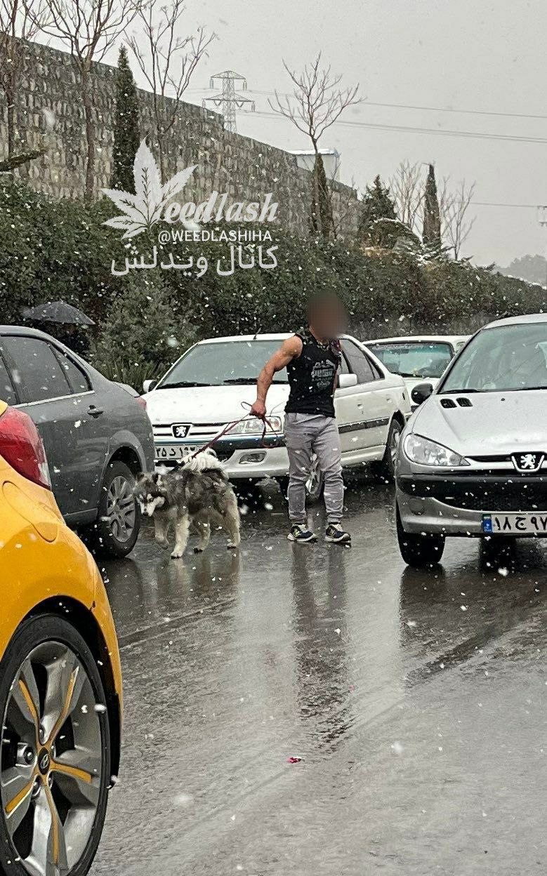 حرکت عجیب یک هموطن در هوای برفی امروز تهران وایرال شد+عکس