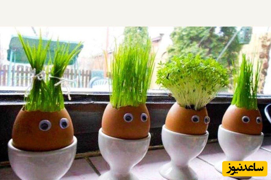 ۳ ایده جالب برای آماده کردن سبزه عید+عکس
