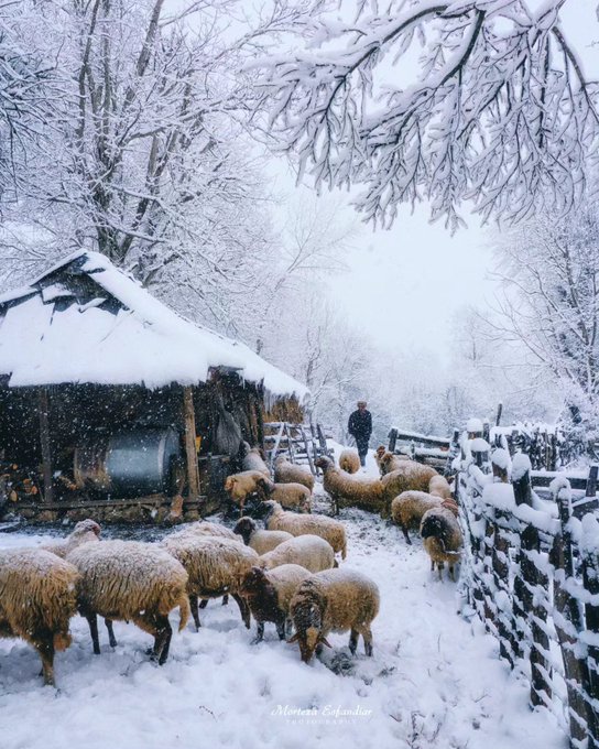 تصویری زیبا از گله گوسفندان و چوپان در روزهای برفی تالش+عکس