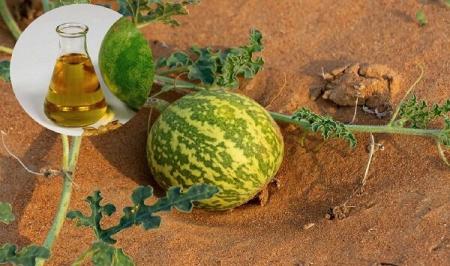 آنچه درباره روغن حنظل و خواص دارویی آن باید بدانید