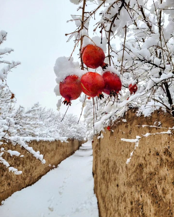 کوچه باغ‌های اصفهان لبریز از انار و برف+عکس