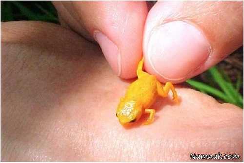 رکوردشکنی عجیب کوچک‌ترین قورباغه جهان! + عکس