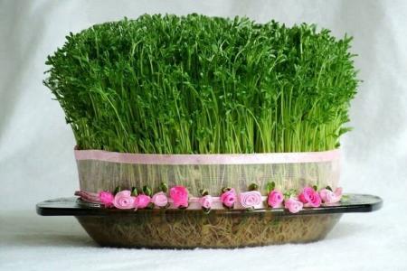 این بار سبزه عید را با تخم شربتی سبز کنید +طرز کاشت