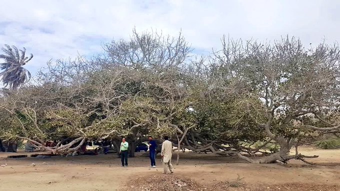 دومین درخت کهنسال  در کوپانسر چابهار ثبت ملی شد+عکس