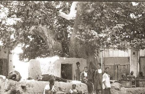 درختی 1200 ساله که با دستور رضا شاه ریشه‌کن شد+ عکس