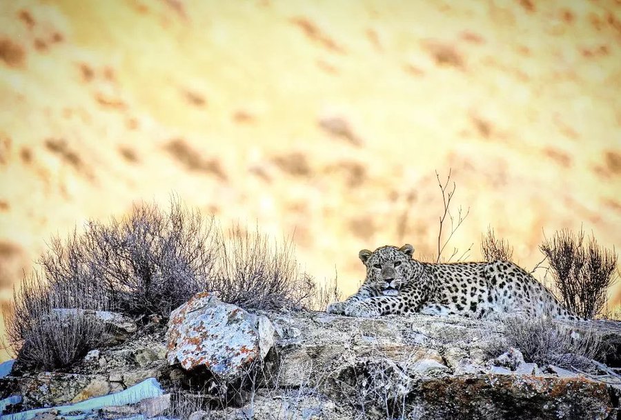 پلنگ ایرانی مشغول قیلوله در پارک ملی تندوره+عکس