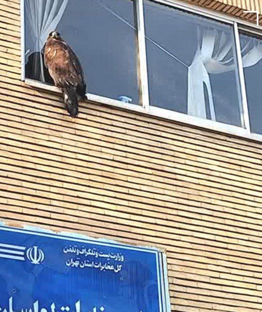 عقاب سرگردان در لواسان زنده‌گیری شد + عکس