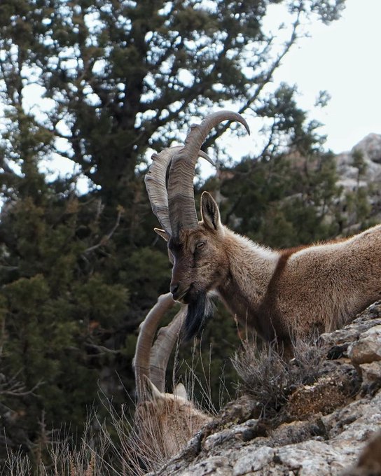 سلطان صخره‌های پارک ملی تندوره ایران+عکس