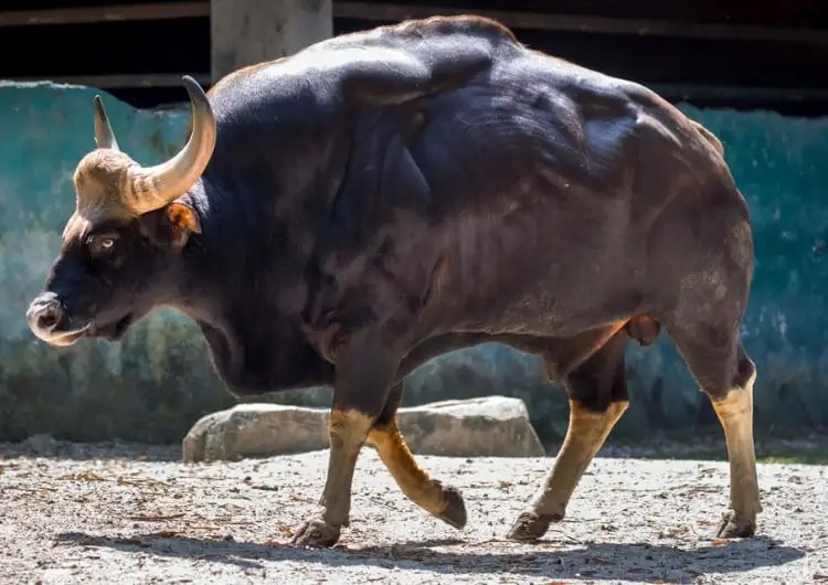تصویر از نوعی گاو هندی که فتوشاپ نیست+عکس